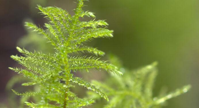 Rêu Xmas: Hướng dẫn cách trồng và chăm sóc rêu xmas