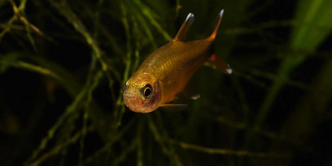 Cá đuôi đèn: Cách nuôi & chăm sóc cá đuôi đèn (cá nana)