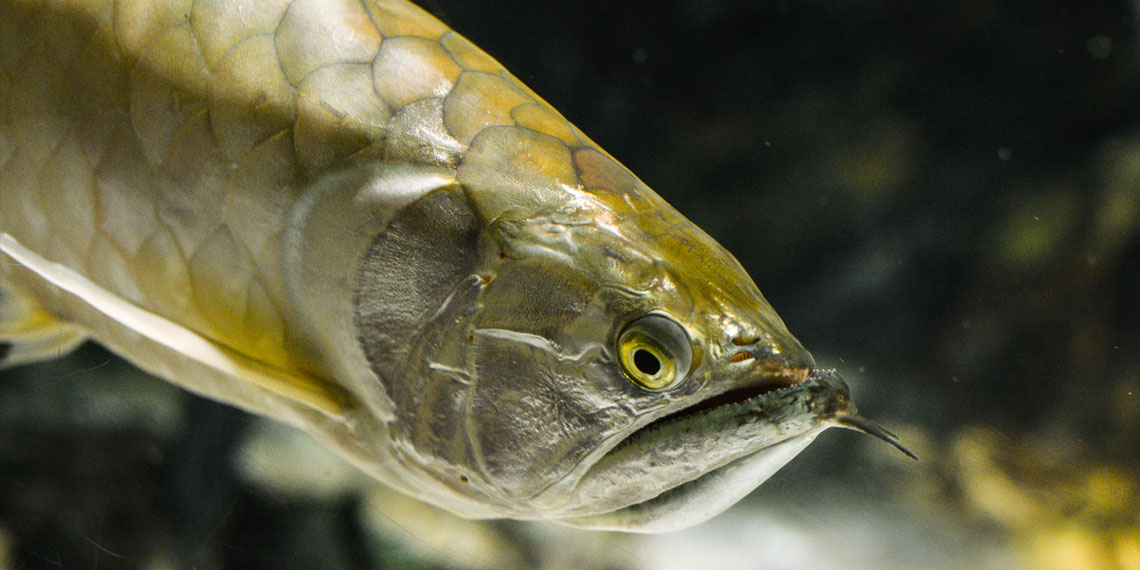 Cá ngân long và hướng dẫn cách nuôi, chăm sóc cá ngân long